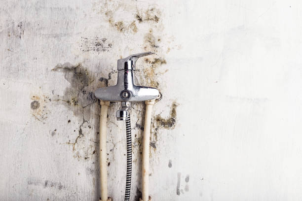 Tarboro, NC Mold Removal Company
