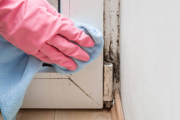 Best Certified Mold Removal  in Tarboro, NC